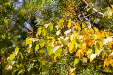 Sonbaharda huş ağacında altın yapraklar.