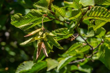 Boynuz demeti Carpinus Betulus 'un dalları sonbaharda sarkan infloresans ve yapraklar, seçilmiş odak, alanın dar derinliği, bulanık arkaplanda kopyalama alanı.