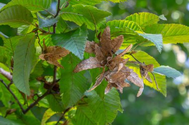 Boynuz demeti Carpinus Betulus 'un dalları sonbaharda sarkan infloresans ve yapraklar, seçilmiş odak, alanın dar derinliği, bulanık arkaplanda kopyalama alanı.