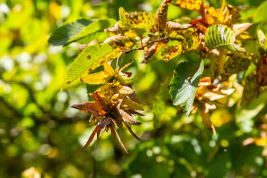 Boynuz demeti Carpinus Betulus 'un dalları sonbaharda sarkan infloresans ve yapraklar, seçilmiş odak, alanın dar derinliği, bulanık arkaplanda kopyalama alanı.