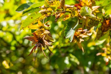 Boynuz demeti Carpinus Betulus 'un dalları sonbaharda sarkan infloresans ve yapraklar, seçilmiş odak, alanın dar derinliği, bulanık arkaplanda kopyalama alanı.