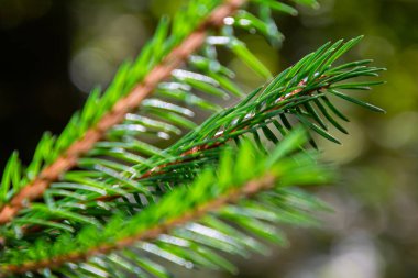 Spruce şubesi. İğneli ladin çok güzel bir dalı. Doğadaki Noel ağacı. Yeşil ladin. Spruce yaklaş..