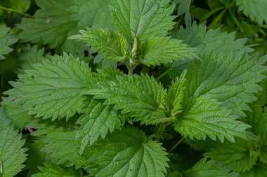 Urtica dioica or stinging nettle, in the garden. Stinging nettle, a medicinal plant that is used as a bleeding, diuretic, antipyretic, wound healing, antirheumatic agent. clipart