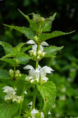 Güneşli bir günde filizlenen ölü ısırgan otu yakın plan. Lamium albümü. Lamiaceae Ailesi.