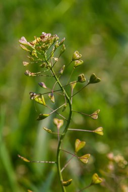 Capsella bursa-pastoris, çoban çantası olarak bilinir. Tarım ve bahçe ekinlerinde yaygın ve yaygın bir ot. Doğal ortamda tıbbi bitki.