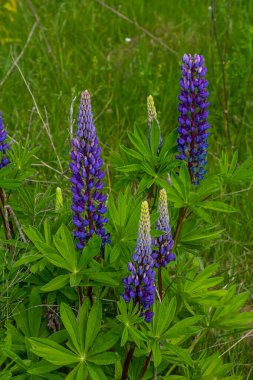 Lupinus, lupin, acı bakla alan pembe mor ve mavi çiçekli.