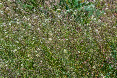 Doğada, tarla Capsella bursa-pastoris yetiştirir..