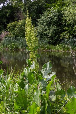 Rumex Konferansı 'nın bir parçası. Kökünde kuru tohumlarla vahşi doğada yetişiyor..