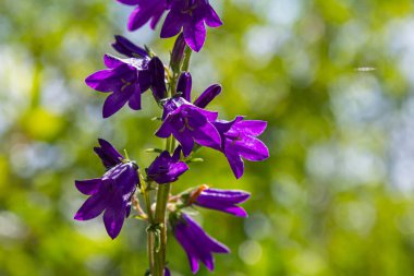 Violet flowers of bellflower Campanula sibirica. clipart