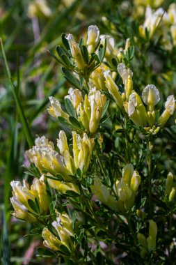 In the spring Chamaecytisus ruthenicus blooms in the wild.