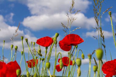 Papaver rhoeas or common poppy, red poppy is an annual herbaceous flowering plant in the poppy family, Papaveraceae, with red petals. clipart