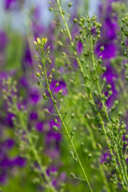 Camelina microcarpa, sütyenimsi. Baharda vahşi bitki vuruşu.