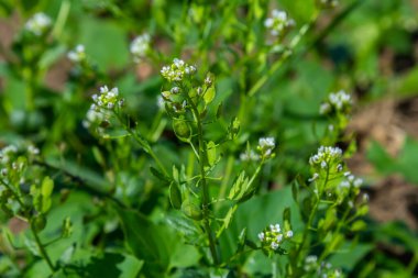 In nature, Thlaspi arvense grows among wild grasses. clipart