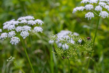 Aethusa cynapium bitkisinin beyaz ve yeşil yaprakları.