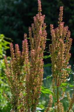 Rumex Konferansı 'nın bir parçası. Kökünde kuru tohumlarla vahşi doğada yetişiyor..