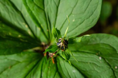 Çok zehirli bir bitki olan Kuzgun 'un gözü dört yapraklı Paris kuadrifolisi ormanlarda yetişen dut ya da gerçek aşıklar düğümü olarak da bilinir..