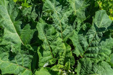 Arctium lappa - Genç burdock yazın başında ayrılıyor.