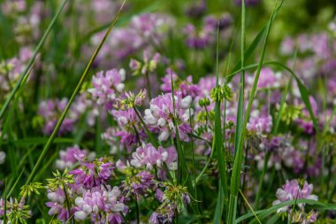 Securigera Varia 'nın çiçekleri - crownvetch, mor taç vetch.