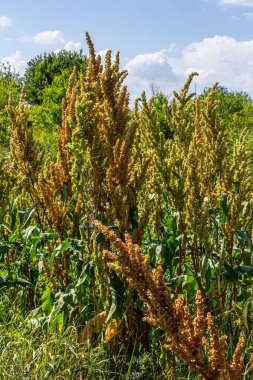 Rumex Konferansı 'nın bir parçası. Kökünde kuru tohumlarla vahşi doğada yetişiyor..