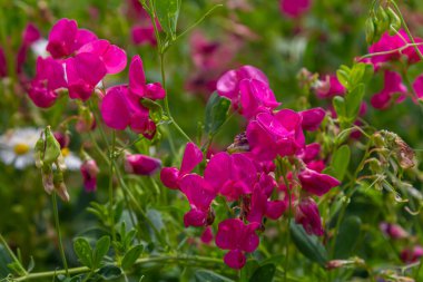 Vicia sativa flowers are blooming in the field. clipart