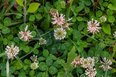 White clover flowers among the grass. Trifolium repens. clipart