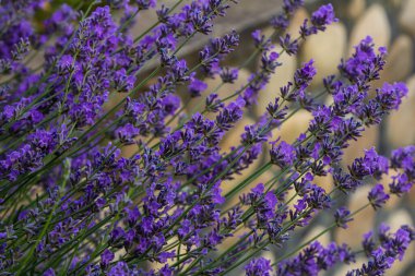 Lavandula angustifolia çiçek demeti, mor kokulu çiçek demeti güzel kokan bitkiler.