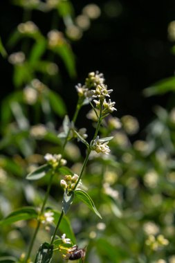 Vincetoxicum hirundinaria. Close up of white swallow wort.Vincetoxicum in the family Apocynaceae. clipart