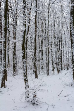 Karla kaplı ılıman, yaprak döken orman boynuz demeti Carpinus betulus ağaçları.