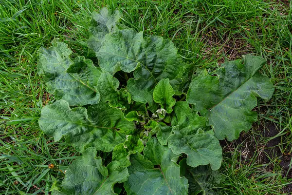 Arctium lappa - Genç burdock yazın başında ayrılıyor.