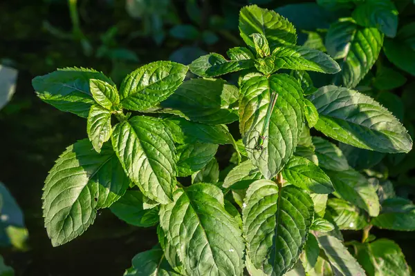 Fas nane yaprağı Latince adı Mentha spicata, Fas.