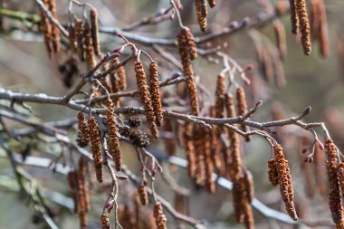 Olgun dişi catkins ile Avrupa alnus glutinosa dalı, çiçek açan erkek catkins ve doğal arka planda koyu renkli koniler. Seçici odaklanma. Baharın gelişi. Geleneksel tıp.