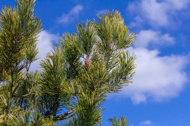Doğal ortamda kozalaklı Pinus Sylvestris dalı.