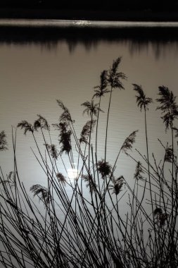 Inflorescence of wood small-reed Calamagrostis epigejos on a meadow. clipart