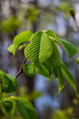 Baharın başında yaprakların arasında dallara samara samarae (samara samarae) ya da İskoç karaağaç karaağaç glabra yakın çekim.