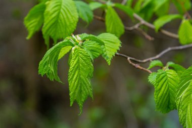Parlak yeşil boynuz direği gökyüzünün önünde yapraklar yapar. Orman doğası geçmişi.