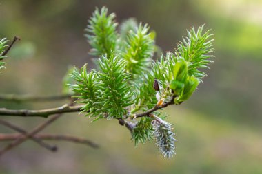 Altın söğüt ağaçlarının yakın çekimi bahar rüzgarında hafifçe sallanıyor. Güneş ışığı onların canlı rengini ve narin dokusunu güçlendirir. Baharın ilk zamanlarındaki güzelliği vurgular..