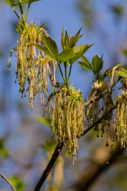 Bordo Negundo ya da kül yapraklı akçaağaç. İnce pedikürlerdeki erkek çiçekler ve sarkık ırklardaki erkek çiçekler. Acer negundo, Sapindaceae familyasının hızlı büyüyen, kısa ömürlü ağacıdır..