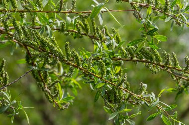 Altın söğüt ağaçlarının yakın çekimi bahar rüzgarında hafifçe sallanıyor. Güneş ışığı onların canlı rengini ve narin dokusunu güçlendirir. Baharın ilk zamanlarındaki güzelliği vurgular..