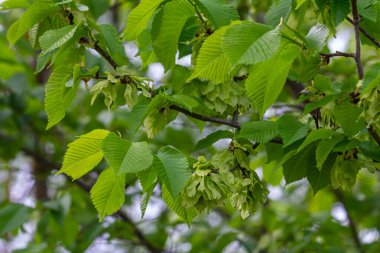 Baharın başında yaprakların arasında dallara samara samarae (samara samarae) ya da İskoç karaağaç karaağaç glabra yakın çekim.