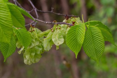 Baharın başında yaprakların arasında dallara samara samarae (samara samarae) ya da İskoç karaağaç karaağaç glabra yakın çekim.