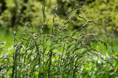 Çayırlarda, yabani otların arasında Poa büyüyor..