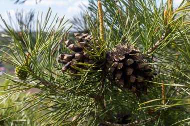 Doğal ortamda kozalaklı Pinus Sylvestris dalı.