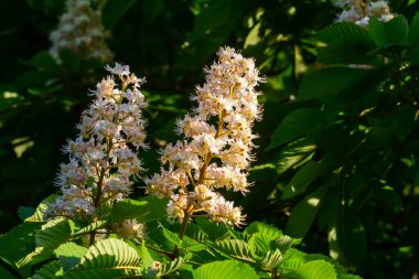 Aesculus hipocastanum büyük bir ağaçtır. Cilt yüzeyi arılar ve böcekler için bir nektar kaynağıdır ve geleneksel tıpta bir malzeme olarak kullanılır..