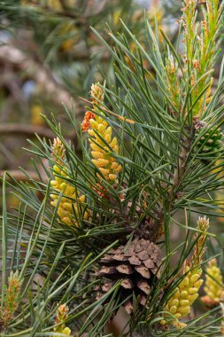 Selective focus of detail of ovoid and orange shoots of Pinus pinea and green needles with blurred background. clipart