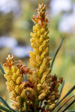 Pinus çam ağacının ovoid ve portakal filizlerinin seçici odak noktası ve bulanık arka planı olan yeşil iğneler..