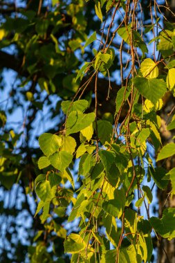 Nehir huş ağacında çiçek açan sarı Catkins 'in yakın görüntüsü baharda mavi gökyüzü arka planıyla betula nigra.