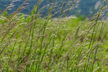 Bromegrass tohum başları bulanık arkaplanlı. Bromus, Bromeae olarak sınıflandırılan büyük bir çim cinsidir. Genel olarak süpürge, süpürge çimi, aldatma otu ya da satranç otu olarak bilinirler..