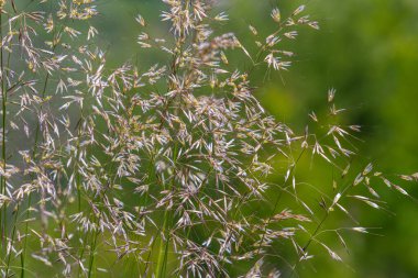 Calamagrostis arundinacea, Poaceae familyasından Avrasya, Çin ve Hindistan 'a özgü bir çim türü. Tropik dağların yabani otlarına yakın çekim. Vahşi çimen duvar kağıdı. Yabani otlar. Doğa otu.