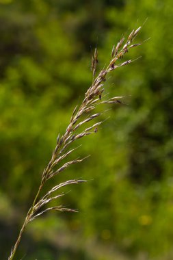 Poa trivialis rough bluegrass, ABD 'de süs bitkisi olarak kabul edilen uzun ömürlü bir bitkidir. Çimen ailesinin bir parçası..