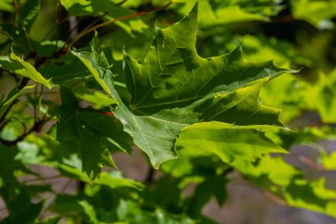 Acer platanoides, Norveç akçaağaç, koyu arkaplanda güneş ışığında yeni yapraklar. Seçici odaklı ve alanın sığ derinliğine sahip resim.